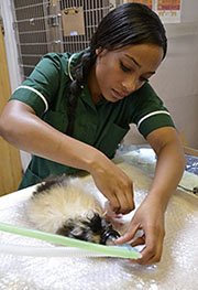 Veterinary Nurse caring for a guinea pig under anaesthesia