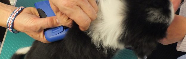 Border Collie Puppy Being Microchipped