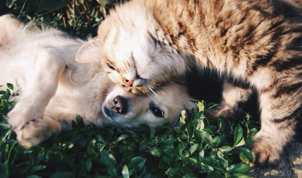 dog and cat together - animal care apprenticeships blog