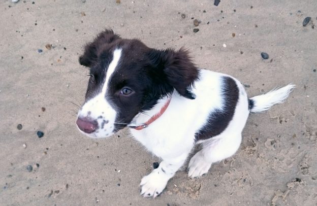 English Springer Spaniel on the beach