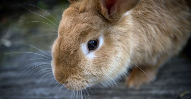 Brown rabbit on a piece of wood