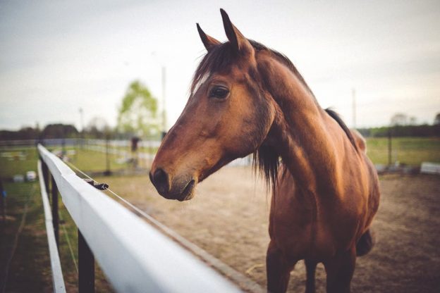 Farrier Job Profile