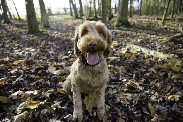 Autumn pet safety tips