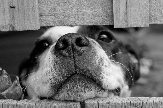 dog peeking through a fence - keep microchipping information up-to-date