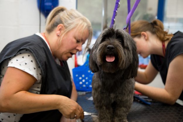 students grooming dog - level 3 diploma in dog grooming blog