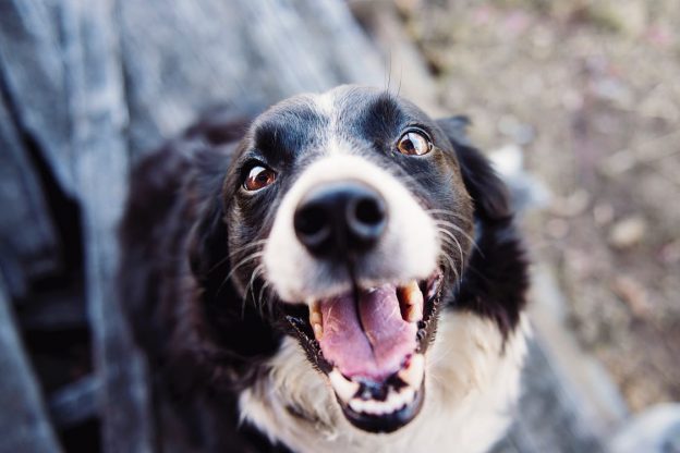 dog looking at camera - puppy farm awareness blog