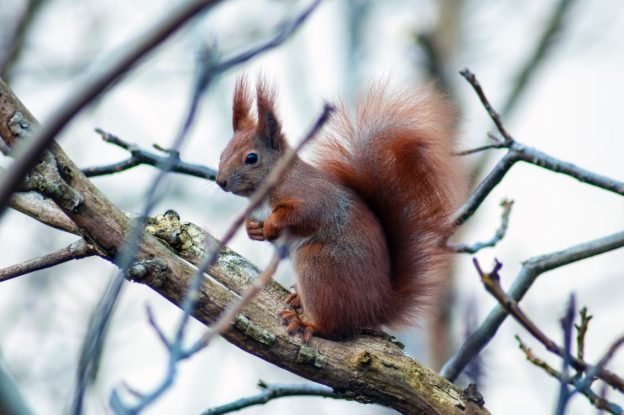 red squirrel awareness week - red squirrel in a tree