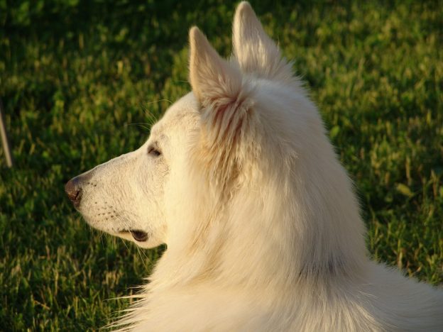 Long haired white clearance shepherd