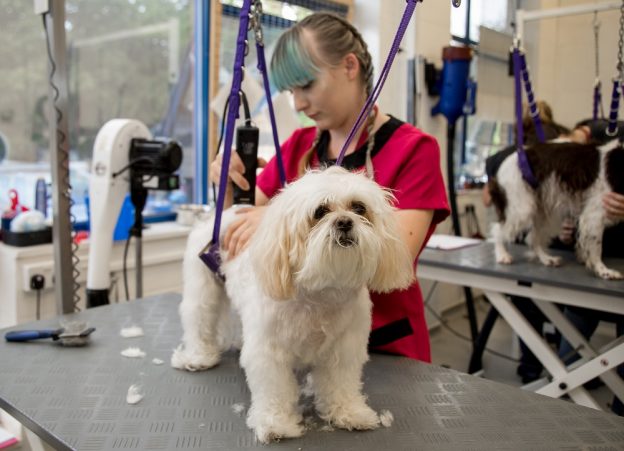 dog being groomed - bdgc