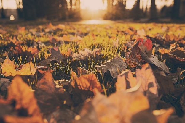 autumn leaves - health and fitness tips