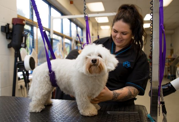 student dog groomer with dog - level 3 diploma dog grooming blog