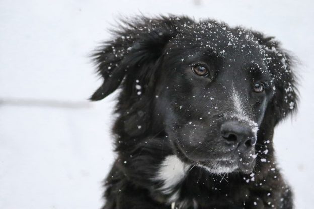 dog in the snow - winter pet safety tips blog