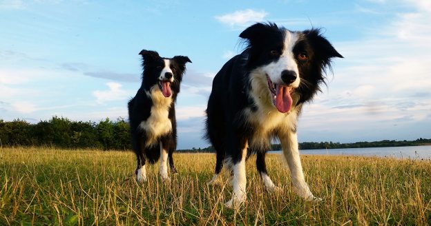 Two happy border collies on a walk