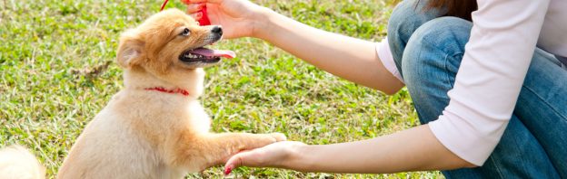 volunteering with small dog