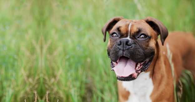 dogs die in hot cars