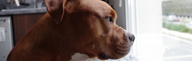 helping separation anxiety in dogs