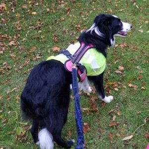 Border Collie in harness and lead ready for parkrun