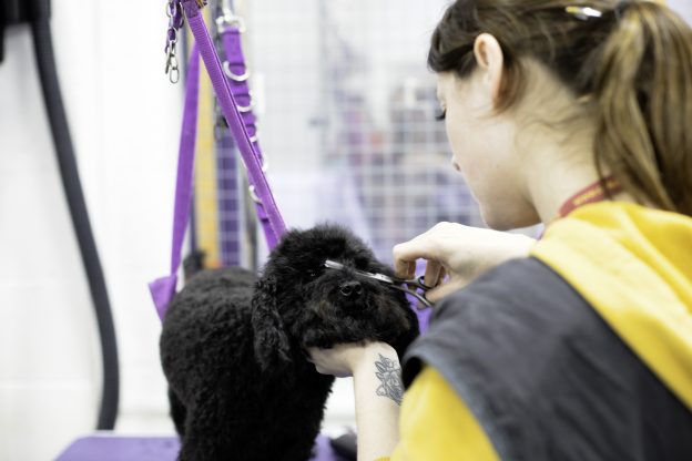 fast track dog grooming courses