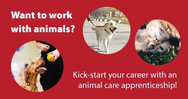 Animal care apprenticeships blog cover image