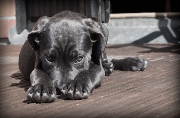 pet theft awareness day