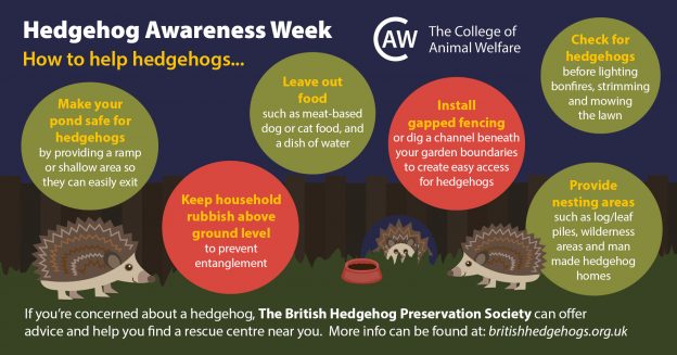 Hedgehog Awareness Week Infographic Full Size