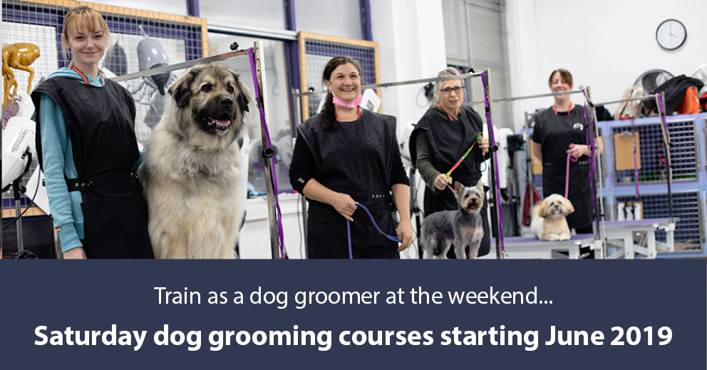 pet grooming courses