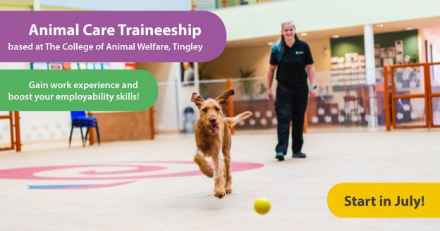 animal care traineeship advertisement