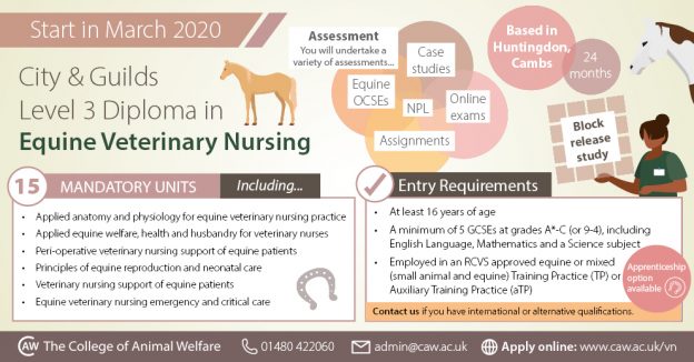 Equine Veterinary Nursing Course Infographic