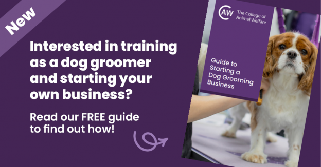 How to Start a Dog Grooming Business