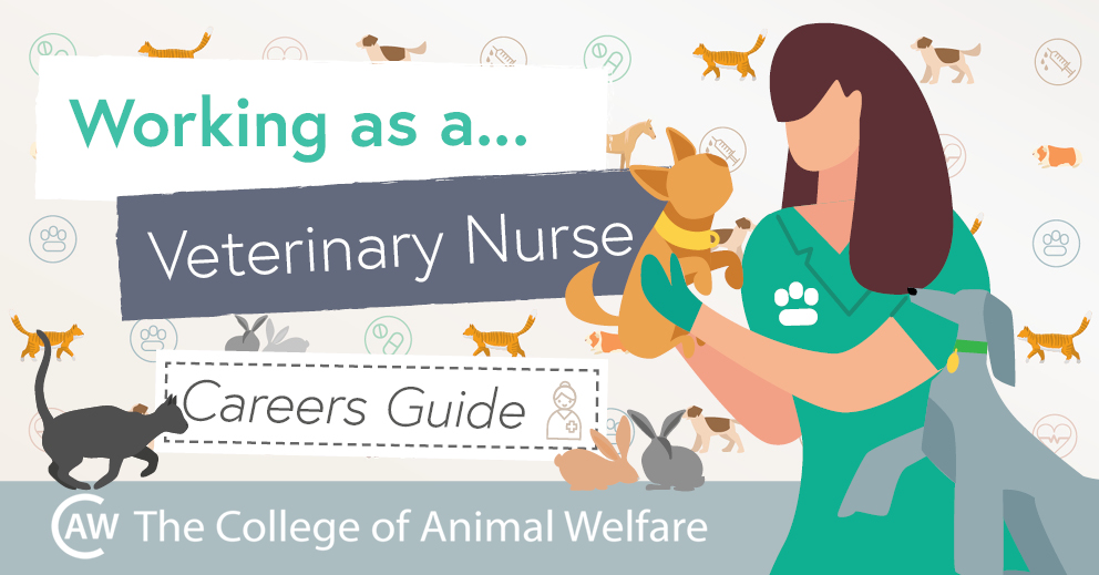 Your Guide to a Career in Veterinary Nursing