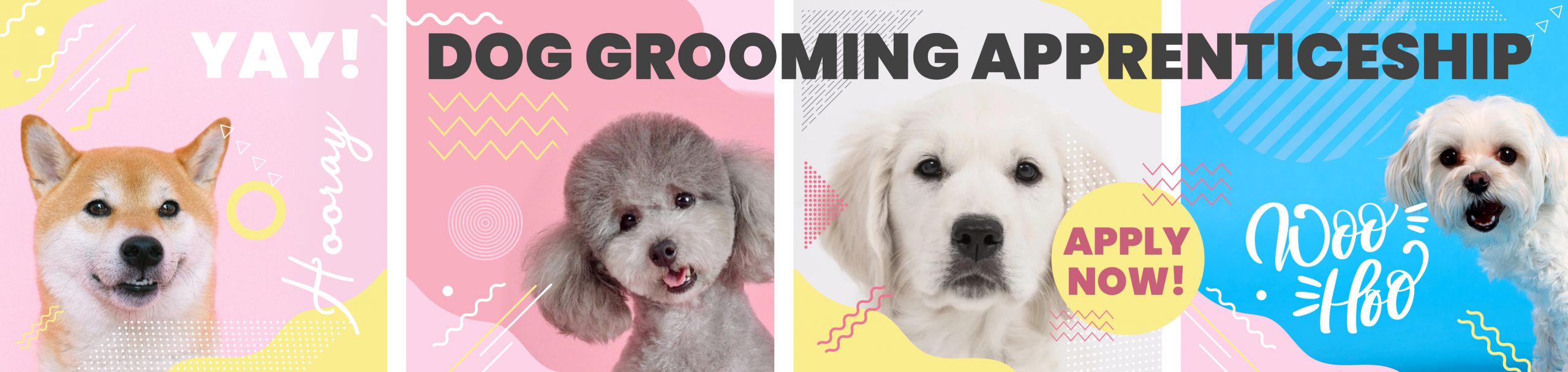 Dog Groomer Level 2 Apprenticeship CAW