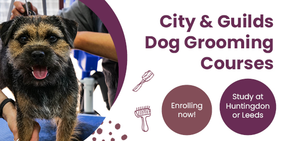 Dog Grooming Courses