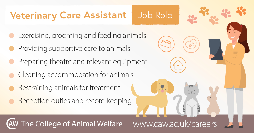 Veterinary Assistant Job Description Veterinary Assistant Resume June 