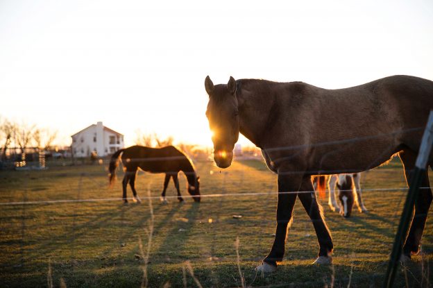 Equine Apprenticeships