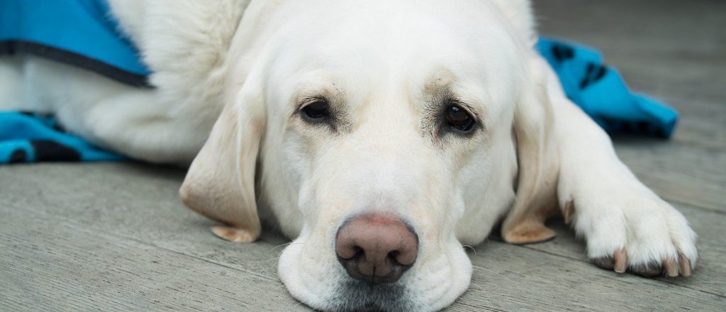 Assistance dog