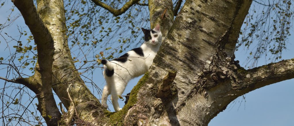 Cat in tree