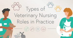 6 Types of Veterinary Nursing Roles in Practice