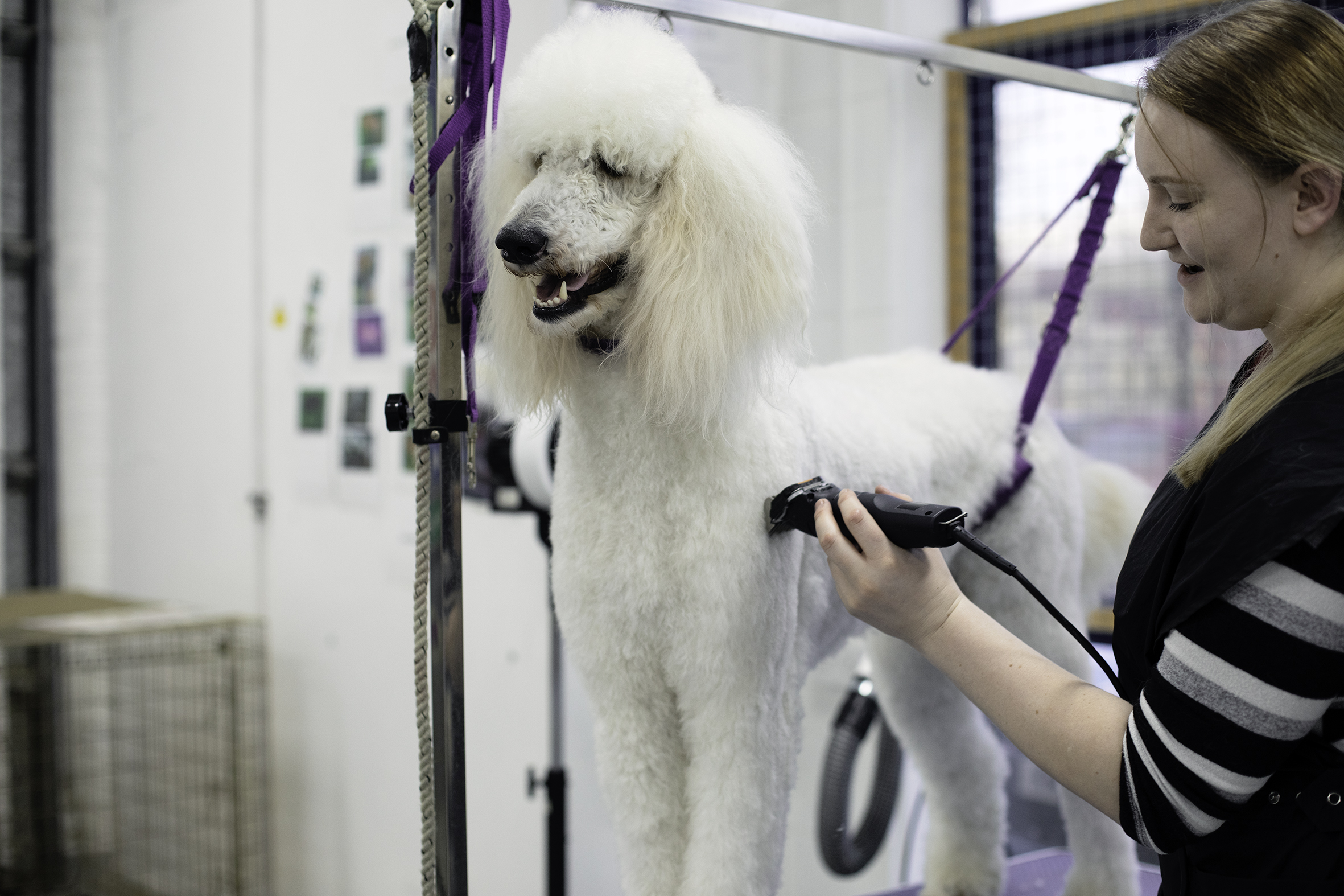 Dog Grooming Services in Wigan CAW Blog