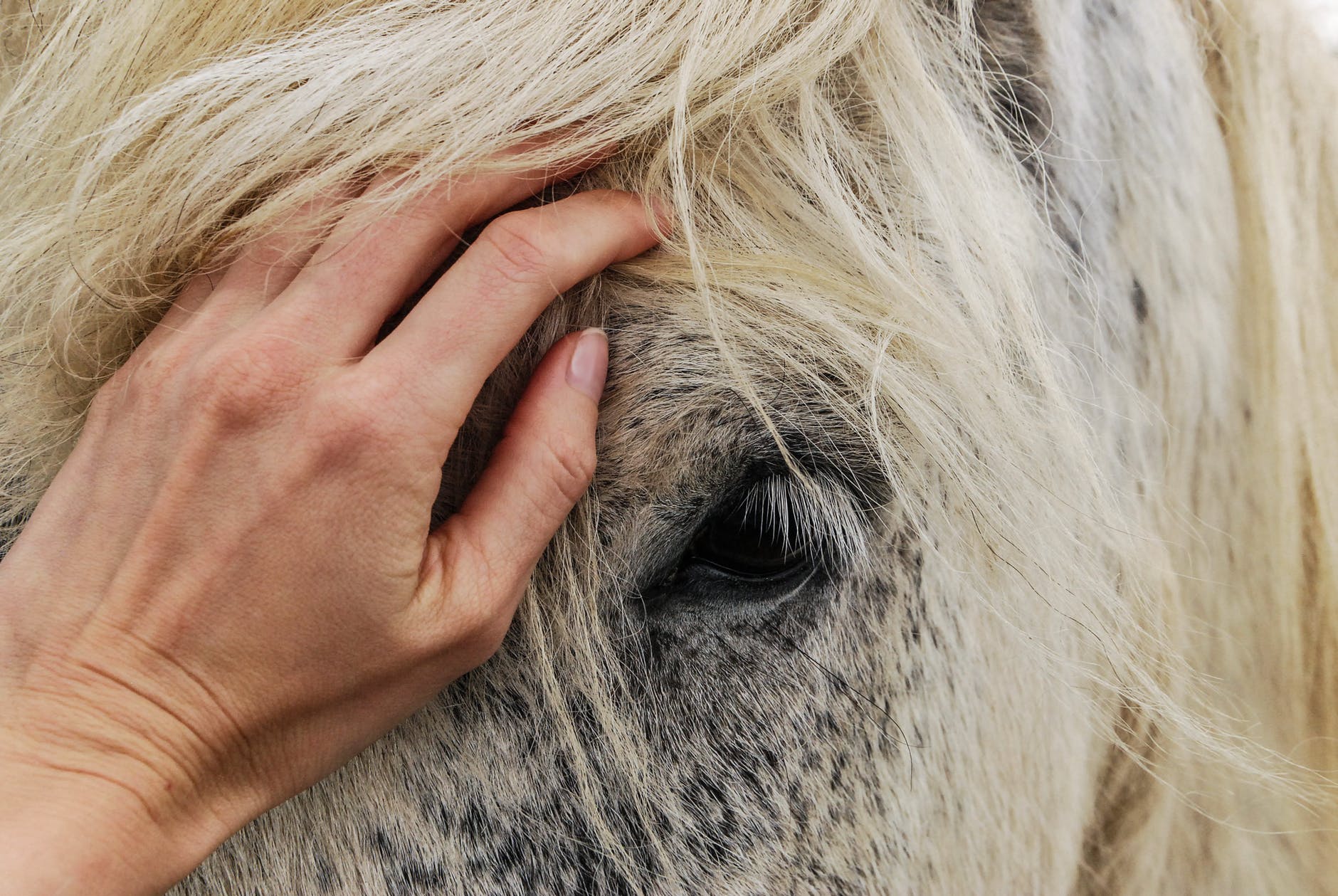 Hand on a horse