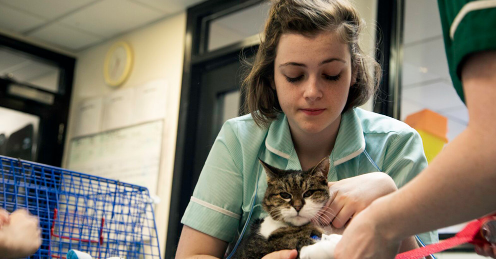 Level 3 Diploma Veterinary Nursing