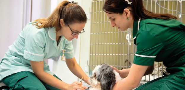 Veterinary nurse placements