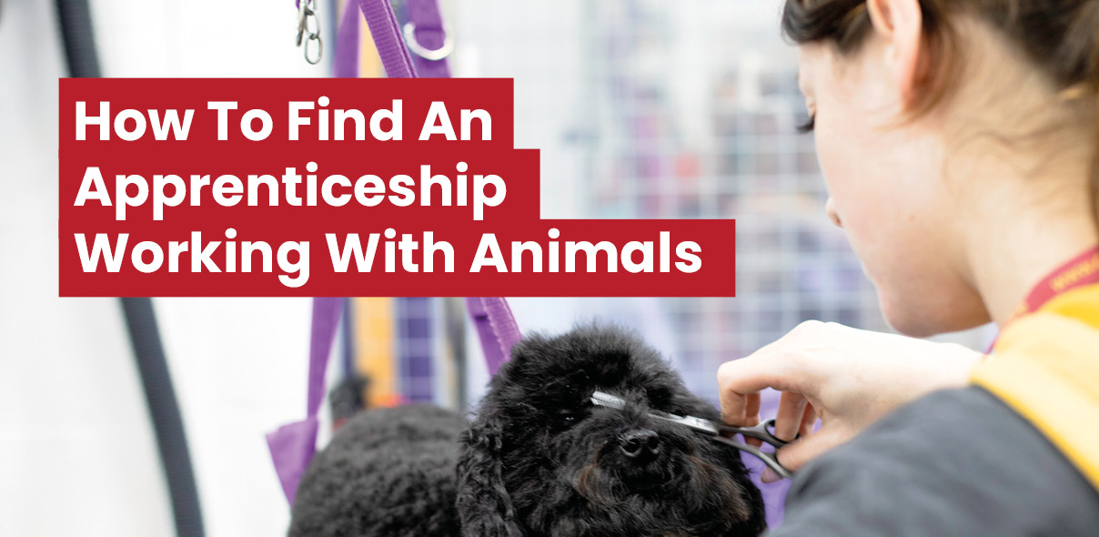 How to Find An Apprenticeship Working With Animals